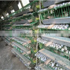 Galvanized A Type Layer Quail Cages for Sale in Kenya Farm thumbnail-3