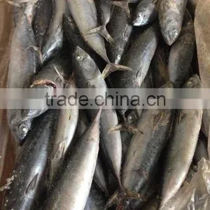 Sea Frozen Bonito Tuna thumbnail-1