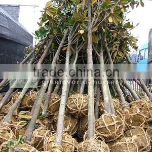 Magnolia Grandiflora Outdoor Landscaping Trees thumbnail-1