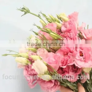 2017 New Cut Fresh Eustomas With Factory Price thumbnail-5