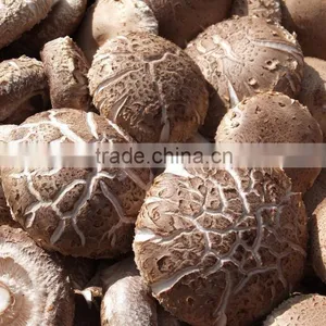 Best Fresh Organic Shiitake Mushroom Export to South Korea thumbnail-2