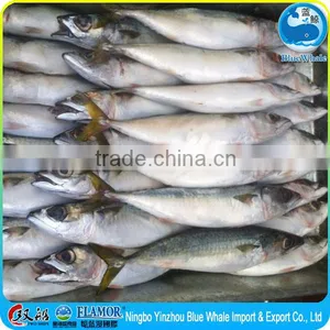 Best Quality Fresh Scomber Japonicus Mackerel thumbnail-3