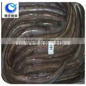 Fresh Frozen Fish Frozen Eel Fish thumbnail-3