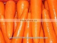 Sweet Fresh Carrots thumbnail-1