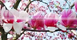 Magnolia Grandiflora, Magnolia thumbnail-2