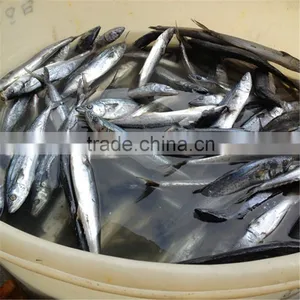 Atlantic Spanish Mackerel thumbnail-1