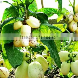 Pepino Seed Pepino Cucumber Seeds For Cultivation Germination Rate Above 93% thumbnail-4