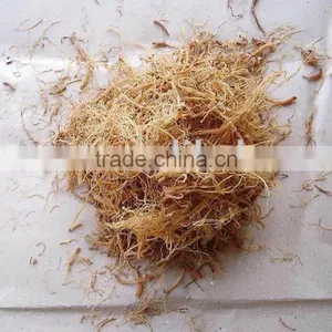 Panax Ginseng Tails thumbnail-1