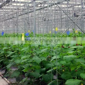 Glass Greenhouses China thumbnail-5