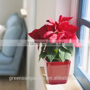 Hydroponic Bright Color Small Plastic Flower Pot for Home Garden Interior Christmas Decoration thumbnail-6