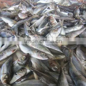 Frozen Horse Mackerel Whole Round thumbnail-1