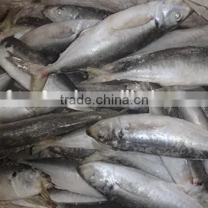 Frozen IQF/BQF Horse Mackerel Fish thumbnail-2