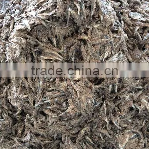 Salted Anchovy Head off thumbnail-6