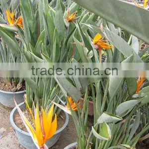 Strelitzia Reginae Cut Flower thumbnail-1