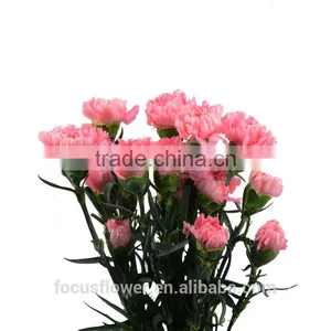 Perennial Flowering Plant Carnation Cut Flower Prices to Workmates thumbnail-5