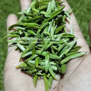 How Much is the Price of Enshi Yulu Tea? Enshi Yulu Bulk Wholesale Hubei Enshi Yulu TeaNew Tea Spring Tea thumbnail-4