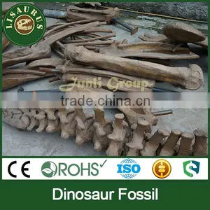 Lisaurus-C-Nice Dinosaur Skeleton Fossil thumbnail-6