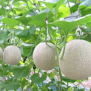 Cantaloupe No.1 Chinese Round Shape Melon Seeds for Sale thumbnail-2