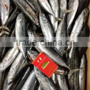 A Grade 5-8pcs/kg Seafrozen Bonito WR thumbnail-1