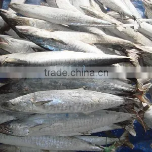 Frozen Spanish Mackerel IQF IWP Whole Round for Sale thumbnail-1