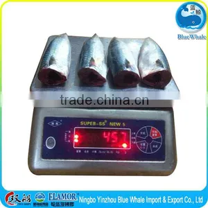 Frozen Pacific Mackerel HGT thumbnail-4