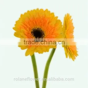 Kunming Flower Export Rainbow Gerbera Daisy Flower Silk Gerbera Daisy Flowers With 0.6-0.8kg/bundle From Yunnan, China thumbnail-2