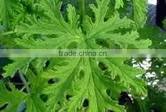 Citronella Incense Stick thumbnail-1