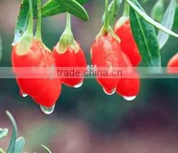 Goji Seed/ Wolf Berry Oil/capsule thumbnail-1