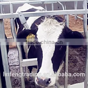 Manufacturer of Hot Dip Galvanized Cow Neck Cangue / Cattle Headlocks thumbnail-2