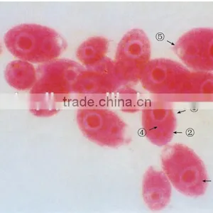 Microslide Zea Mays,Indonesia Microscope Glass Slide thumbnail-3