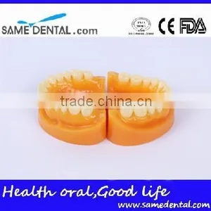 Double-Color Dentition Model School Education Teaching Model thumbnail-1