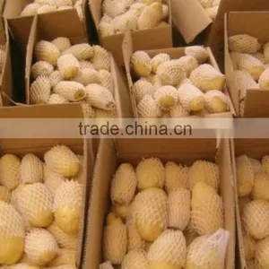 Holland Potato to Dubai Market for Sale thumbnail-3