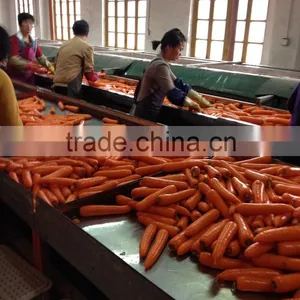 Xiamen Haihuifeng Carrot Exporters thumbnail-1