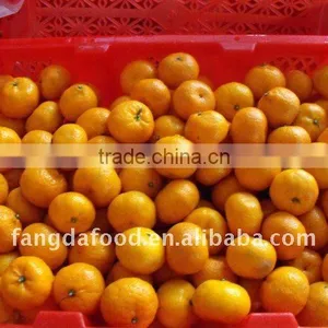 Chinese Fresh Baby Mandarin Orange thumbnail-1