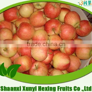 2015 New Crop of Fresh Red Delicious Royal Gala Apple From Shaanxi Province China thumbnail-1
