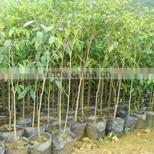 AGARWOOD SEEDLING thumbnail-3