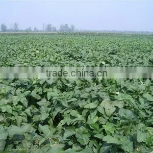Black Soybeans With Yellow Kernel thumbnail-2