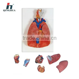 Human Thoracic Organs Educational Model thumbnail-1