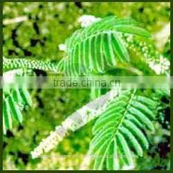 Acacia Catechu thumbnail-1