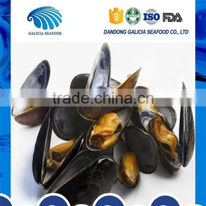 Frozen Good Quality Mussels With Faster Delivery for Reasonable Price thumbnail-1