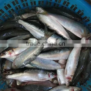 Fresh Canned Whlole Round Sardine Fish Frozen Sardine for Canning thumbnail-1
