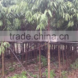 Ficus Irregularis thumbnail-1