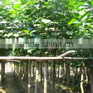 Hibiscus Tiliaceus Trees thumbnail-6