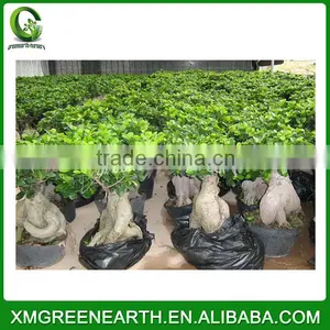Ginseng Ficus 150g thumbnail-1