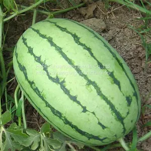 Planting f1 Hybrid Fruit Seed Watermelon Seeds thumbnail-2