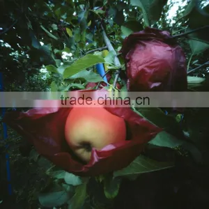 Hot Selling Apple Growing Paper Bag thumbnail-5