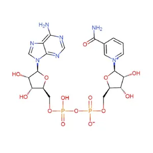 NAD β-Nicotinamide Adenine Dinucleotide//β-NAD thumbnail-3