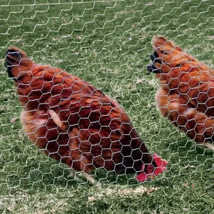 Poultry House Fencing Chicken Wire Mesh Chicken Coops Wire Mesh thumbnail-5