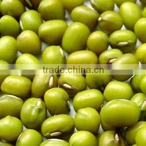 MUNG BEAN thumbnail-1