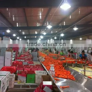 Carrot Price Carrot Farm Carrot Exporter 2016 Best Quality thumbnail-6